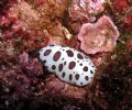 Discodoris atromaculata